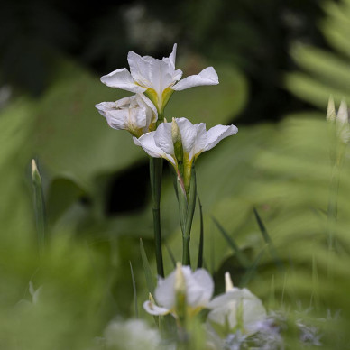 Ornate Garden RHS Chelsea Flower Show