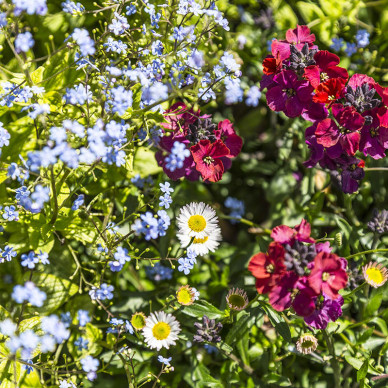 Ornate Garden RHS Malvern Spring Festival