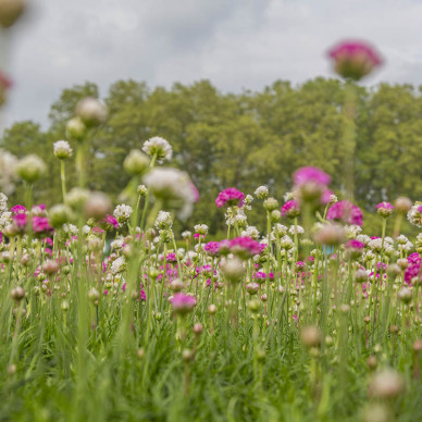 Ornate Garden Exhibiting RHS Chelsea Flower Show