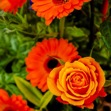 Ornate Garden Pods Harrogate Spring Show 2013